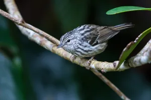 Island Country Prints: Arrowhead Warbler