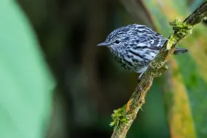 Images Dated 27th February 2018: Arrowhead Warbler