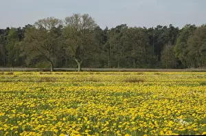 Twente Prints: Aschpotterveld