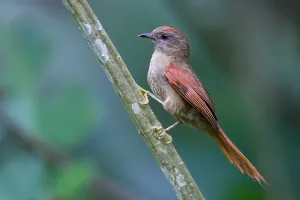 Images Dated 6th December 2009: Ash-browed Spinetail