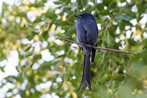 Grijze Prints: Ashy Drongo, Grijze Drongo, Dicrurus leucophaeus longicaudatus