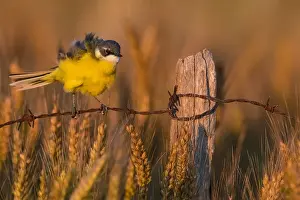 Cinereocapilla Prints: Ashy-headed Wagtail, Motacilla flava cinereocapilla