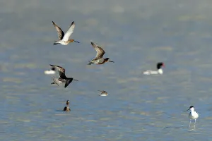 Images Dated 27th May 2023: Asian Dowitcher, Limnodromus semipalmatus