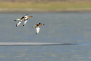 Images Dated 27th May 2023: Asian Dowitcher, Limnodromus semipalmatus