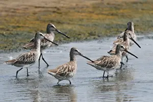 Myanmar Prints: Asian Dowitcher, Limnodromus semipalmatus