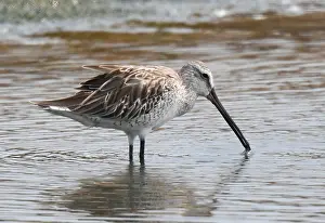 Myanmar Prints: Asian Dowitcher, Limnodromus semipalmatus
