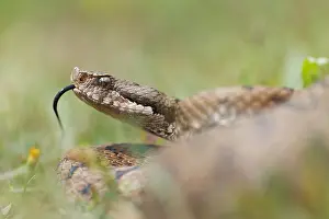 Images Dated 16th August 2021: Asp Viper, Vipera aspis