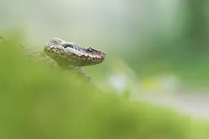 Images Dated 11th July 2021: Asp Viper, Vipera aspis