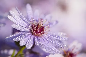 Waterdrops Prints: Aster covered in dew drops