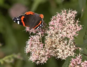 2003 Prints: Atalanta, Red Admiral, Vanessa atalanta