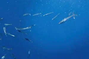 Images Dated 26th August 2022: Atlantic mackerel, Scomber scombrus