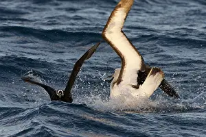 Conspicillata Prints: Atlantische Geelsnavelalbatros, Atlantic Yellow-nosed Albatross