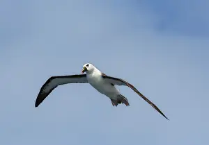 Images Dated 26th March 2006: Atlantische Geelsnavelalbatros, Atlantic Yellow-nosed Albatross