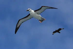 Images Dated 26th March 2006: Atlantische Geelsnavelalbatros, Atlantic Yellow-nosed Albatross