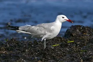 Meeuw Prints: Audouin's Gull, Audouins Meeuw, Ichthyaetus audouinii