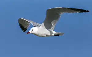 Meeuw Prints: Audouin's Gull, Audouins Meeuw, Ichthyaetus audouinii