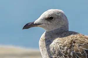 Meeuw Prints: Audouin's Gull, Audouins Meeuw, Ichthyaetus audouinii