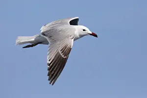 2022 Prints: Audouin's Gull, Ichthyaetus audouinii