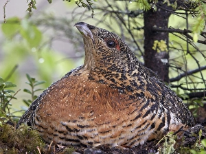 Images Dated 16th June 2015: Auerhoen, Western Capercaillie, Tetrao urogallus