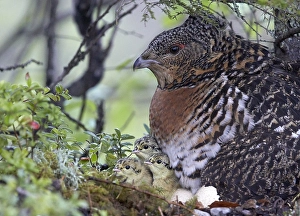 Images Dated 16th June 2015: Auerhoen, Western Capercaillie, Tetrao urogallus