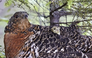 Images Dated 16th June 2015: Auerhoen, Western Capercaillie, Tetrao urogallus