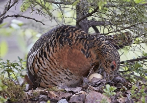 Images Dated 16th June 2015: Auerhoen, Western Capercaillie, Tetrao urogallus