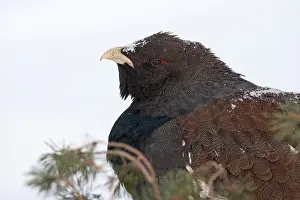 Images Dated 3rd February 2006: Auerhoen, Western Capercaillie, Tetrao urogallus