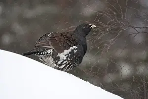 Images Dated 3rd February 2006: Auerhoen, Western Capercaillie, Tetrao urogallus