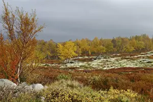 Noorwegen Prints: Autumn Landscape, Herfst landschap