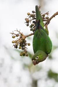 Resources Prints: Aztec Parakeet, Eupsittula astec astec