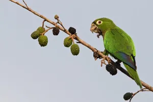 Resources Prints: Aztec Parakeet, Eupsittula astec astec