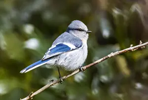 Images Dated 17th March 2019: Azure Tit