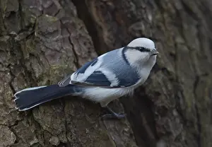 Cyanistes Prints: Azuurmees, Azure Tit, Cyanistes cyanus