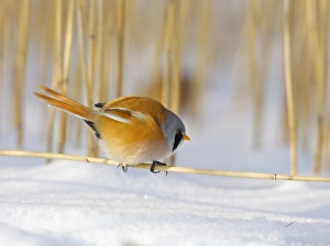 Images Dated 4th February 2006: Baardman, Bearded Reedling, Panurus biarmicus