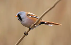 Images Dated 29th February 2008: Baardman, Bearded Reedling, Panurus biarmicus