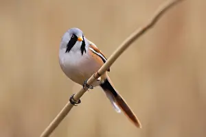Images Dated 29th February 2008: Baardman, Bearded Reedling, Panurus biarmicus