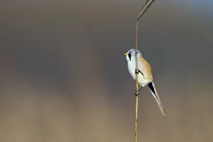 Moerasvogel Prints: Baardman, Bearded Reedling, Panurus biarmicus