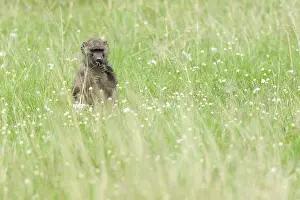 Papio Prints: Baboon, Papio
