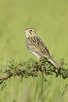 Images Dated 7th June 2020: Baird's Sparrow, Centronyx bairdii