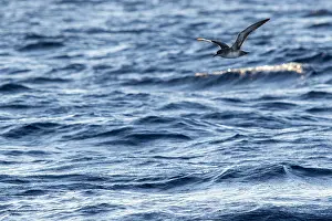 2017 Prints: Balearic Shearwater; Puffinus mauretanicus
