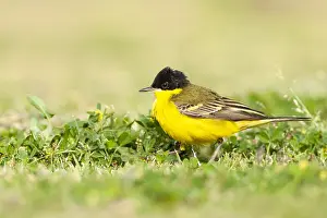 Feldegg Prints: Balkankwikstaart, Black-headed Wagtail, Motacilla feldegg