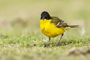 Feldegg Prints: Balkankwikstaart, Black-headed Wagtail, Motacilla feldegg