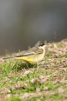 Feldegg Prints: Balkankwikstaart, Black-headed Wagtail, Motacilla feldegg