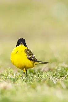 Feldegg Prints: Balkankwikstaart, Black-headed Wagtail, Motacilla feldegg