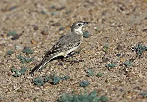 Feldegg Prints: Balkankwikstaart, Black-headed Wagtail, Motacilla feldegg