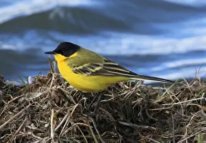 Feldegg Prints: Balkankwikstaart, Black-headed Wagtail, Motacilla feldegg