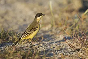 Feldegg Prints: Balkankwikstaart, Black-headed Wagtail, Motacilla feldegg