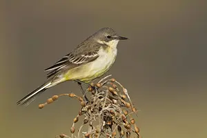 Feldegg Prints: Balkankwikstaart, Black-headed Wagtail, Motacilla feldegg