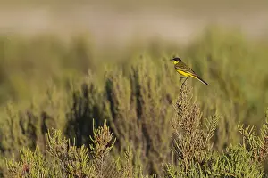 Feldegg Prints: Balkankwikstaart, Black-headed Wagtail, Motacilla feldegg