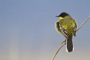 Feldegg Prints: Balkankwikstaart, Black-headed Wagtail, Motacilla feldegg